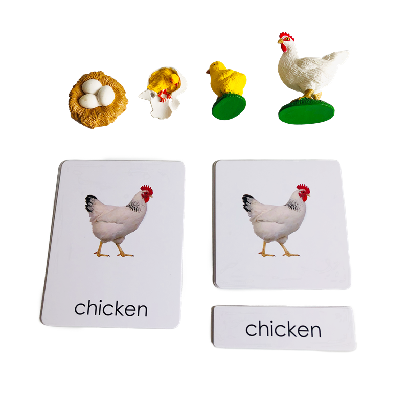 Kids Toys Cycle - بطاقات ونماذج حيوانات دورة الحياة دورة